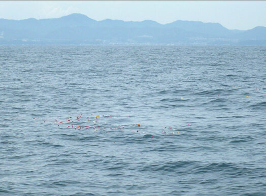 待ちに待たれた海洋散骨